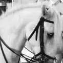 La turfiste 🏇 🇪🇦 (@laturfiste) 's Twitter Profile