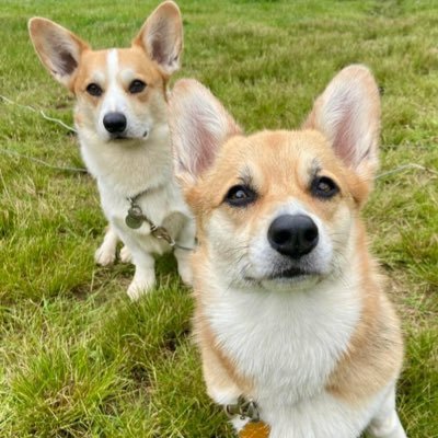 Corgi wisdom, cuteness, and laughter! Expert advice, adorable pics, and hilarious tales. Join the fluff-filled fun now! 🐾🐶💕 #CorgiCompanions
