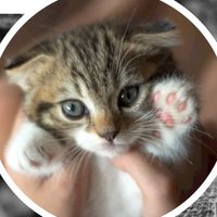 Michelle (@michdatbkbitch) 's Twitter Profile