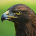 Janus Geminus (@janusgeminus69) Twitter profile photo Janus Geminus (@janusgeminus69) Twitter profile photo