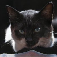 Amir Taghi ❤️ Memecoin (@gamboakkvd5) 's Twitter Profile