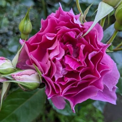 花が大好きで、小さな庭でいろいろ育てています。白山の高山植物を見に行くのが夢です。あと、訳ありまして、こちらのアカウントで仕切り直すことに致しました（旧まるみ備忘録）。
こんな私ですが、またよろしくお願いします。(花好きな方を主にフォローさせて頂いています。DMのお返事はしない事が多いです。)