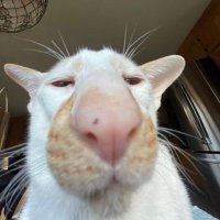 Siren 🏴 (@arabesqueer) Twitter profile photo