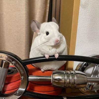 Join us in the world of my chinchillas! Follow us for daily inspiration, care tips, and all the fun of keeping these adorable and playful pets.