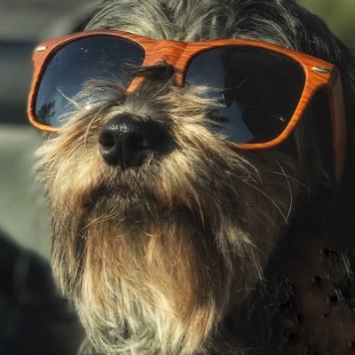 milquetoastics's profile picture. (⭐️💨☀️🌻) 
 J. 🏳️‍🌈