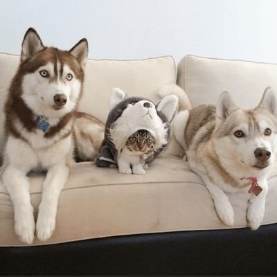 yoda4everx's profile picture. Welcome to the world of pets. We post awesome videos of pets from all over the world.