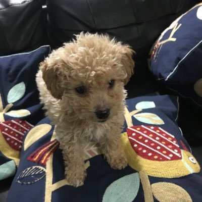 caneli64's profile picture. La vida es bella