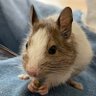 pearl_degu's profile picture. 🎁2023年3月18日🎁シャンパンパイド🥂デグーのパールの成長日記 ✨ 情報交換したいと思いアカウント作りました🙌無言フォロー失礼します🙇‍♀️ ＃デグー