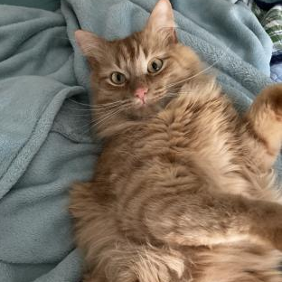 JokeURL2's profile picture. Writer ✍️ | Director 🎥 | Actor 🎭 | Editor 💻