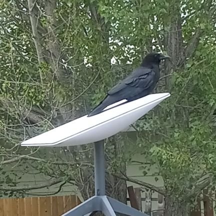 A North West Canadian wishing we had 2A rights, etc. 🇨🇦+🇺🇲=💯
Family guy, Gen X, Gothy, INTJ.