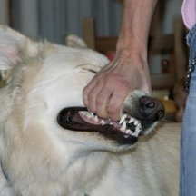 blimpy99's profile picture. not active anymore