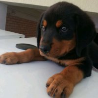 Silho (@silhotv) 's Twitter Profile