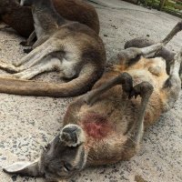 Brembo (@mckhinaa) Twitter profile photo