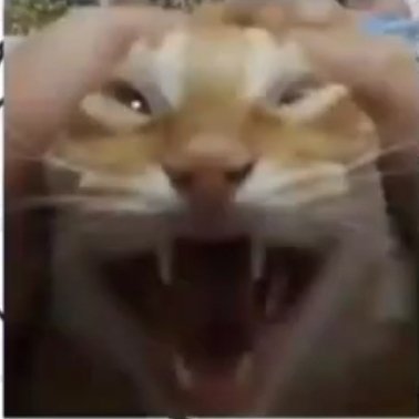 Gato43C's profile picture. 