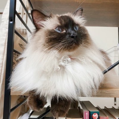 ねこ→シャーロット(シャロ)ラグドール♀2018.7/24生10/23お迎え かいぬし→洋ドラとホラー狂いの宗教・心理学・民俗学好き