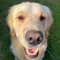 Basil the Golden Retriever(@basilcreamgold) 's Twitter Profile Photo