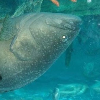 AmPhone42154763's profile picture. 