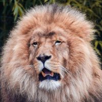 Magicsteev (@link40169846) 's Twitter Profile