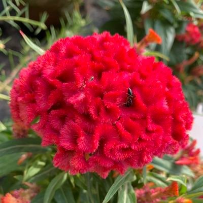 Gulnazaafiya's profile picture. 