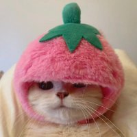 🍓 (@strrwbrryy_) 's Twitter Profile