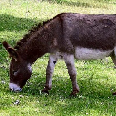 Goat_testes Profile Picture