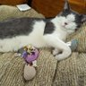 5housecats's profile picture. Meow! Boo,Pickles, Coal, Jetta, Stormy Trooper, Obi, Chewie. RIP Goofball, Phoenix, Peanut, Emma, Moe, Echo, Cinders. Follow us on Instagram @5housecats