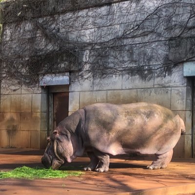 いつも心に太陽を。好きなものでいっぱいにする。動物園🐘ミュージカル🎶演劇💕ちいかわ💕