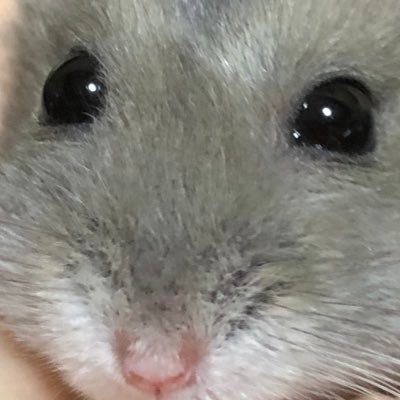 touen_momohana's profile picture. グラブル、崩スタ、原神、マスターデュエルとか