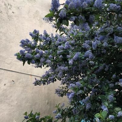 hiwkhaw882's profile picture. Hydrangea、