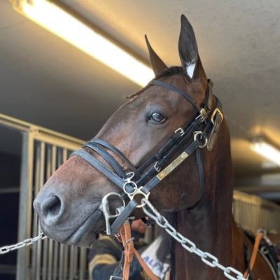 Hästägare och väldigt travintresserad. Delägare i Bright Spirit🐎Great Dry Wind🐎Andelsläggare på Gottköpet