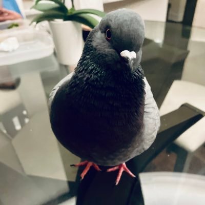 Feral turned domesticated pigeon.