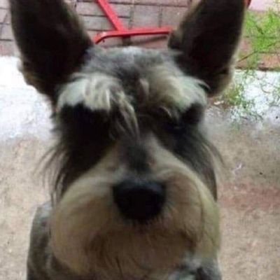 sniperpoussin's profile picture. Waf