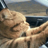 RoadTrippingCat🌊🌊🌊(@colonialcountr3) 's Twitter Profile Photo