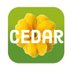 Cedar (@cedartreeeph) Twitter profile photo Cedar (@cedartreeeph) Twitter profile photo