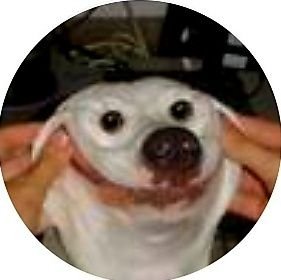 happydoggo90191's profile picture. (i was born in 2011)