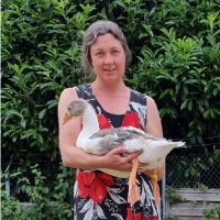 Jenny Chase (@solar_chase) 's Twitter Profile
