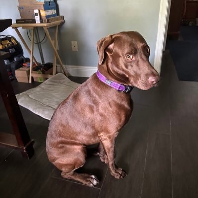 Zoe adopted 6/19/23! Gracie(1/17/23) and Izzy(3/26/23) - Chocolate Labrador Sisters running free OTRB 💔 #labweather Just in case: https://t.co/d5iR5hf8Si