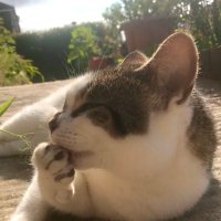 Phoebe Cat(@Phoebe_the_Catt) 's Twitter Profile Photo