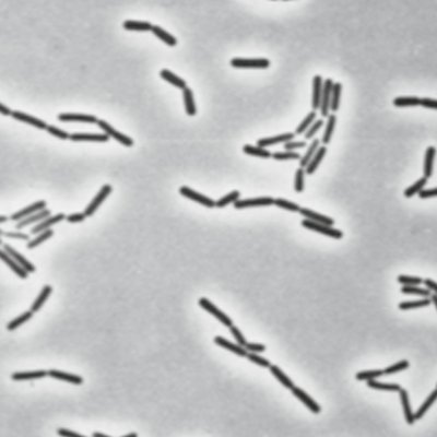 Locobacillus