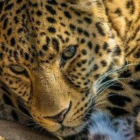 Spirit of the bottled leopard° (@eyesiclenwafor) 's Twitter Profile