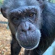 daisymonkey0's profile picture. crypto hunter

totall ready na bull run

nemám rád mrkev