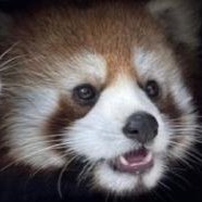 Panda3DS_emu Profile Picture