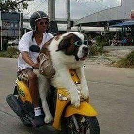 SpaghettioMoe's profile picture. At a recent debate as the conservative, a liberal said to me "your facts are not correct."

I responded "your accusation is Orwellian and Freudian and Marxist."