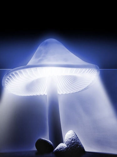 ISPGanoderma's profile picture. Ganoderma Lucidum the worlds best herb.