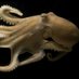 DrownedOctopus (@saucedsquid) Twitter profile photo DrownedOctopus (@saucedsquid) Twitter profile photo