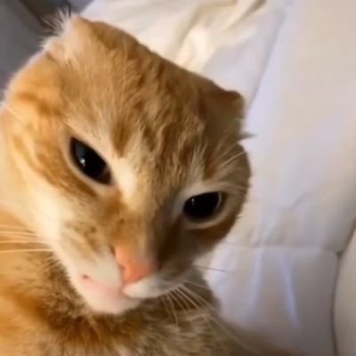 trans_f0rm3r's profile picture. 