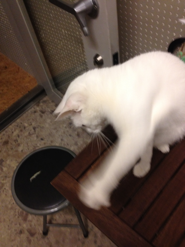 takawakami's profile picture. afterpilotと言うバンドでドラムやってます。 KENO、ユウヒーズ、新谷良子、他色々やってました。 最高位戦37前期入会の選手もやってます。宜しくお願いします。