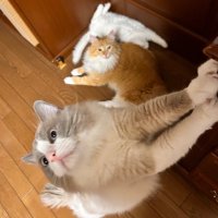 てとておてん➰🐈‍⬛ 🐾(@tetoteoten) 's Twitter Profile Photo