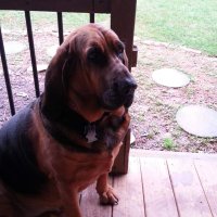 Brad Thomas (@bradthomas74) 's Twitter Profile