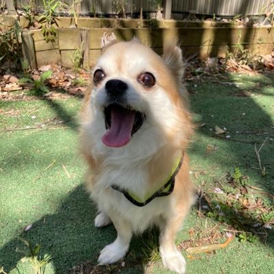 tamtmir's profile picture. 馬が好きです🐎白毛❤️芦毛🩷ゴールドシップ産駒応援してます🩵🩵